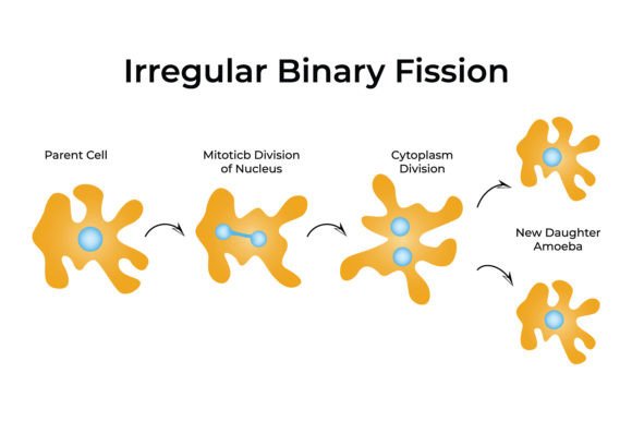 Download Irregular Binary Fission Science Design - Design Collection